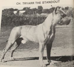 picture of dog