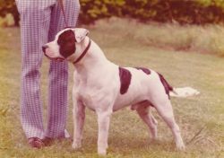 picture of dog