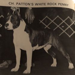 picture of dog