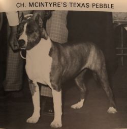 picture of dog
