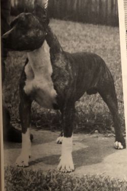 picture of dog
