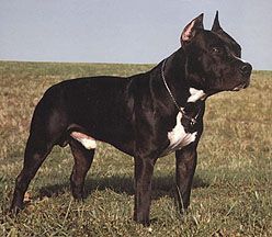 picture of dog