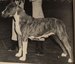picture of dog