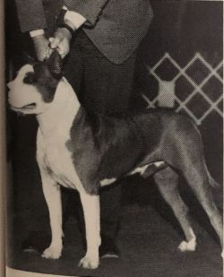 picture of dog