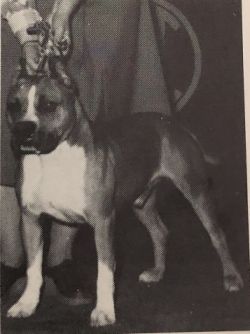picture of dog