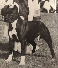 picture of dog
