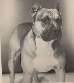 picture of dog