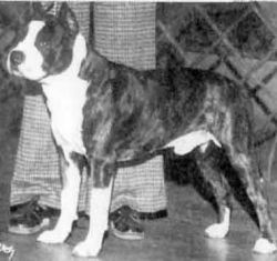 picture of dog