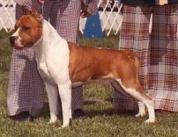 picture of dog