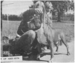 picture of dog