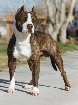 picture of dog