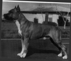 picture of dog