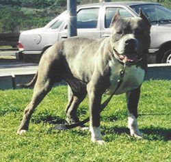 picture of dog