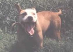 picture of dog