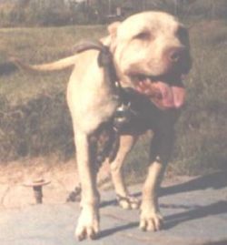 picture of dog