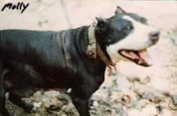 picture of dog