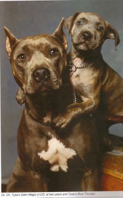 picture of dog