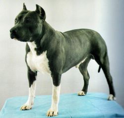 picture of dog