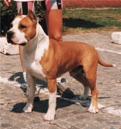 picture of dog