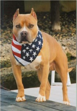 picture of dog
