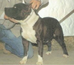 picture of dog