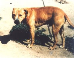 picture of dog