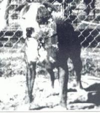 picture of dog