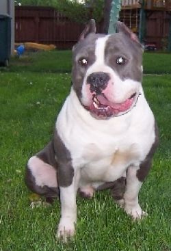 picture of dog
