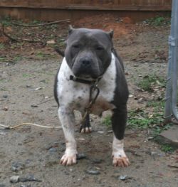 picture of dog