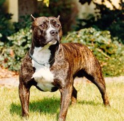 picture of dog