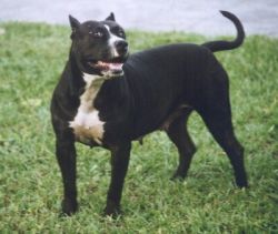 picture of dog