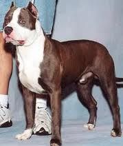 picture of dog