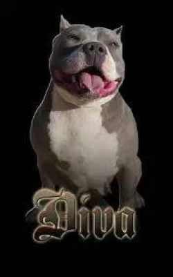 picture of dog
