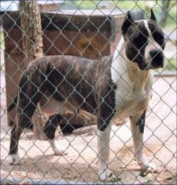 picture of dog