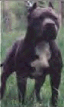 picture of dog