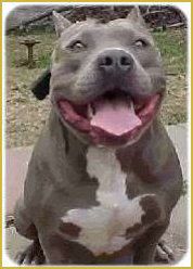 picture of dog