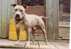 picture of dog