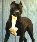 picture of dog