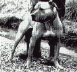 picture of dog