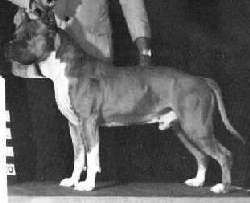 picture of dog
