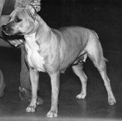 picture of dog