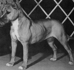 picture of dog