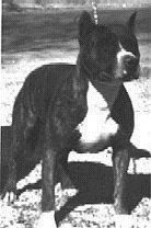picture of dog