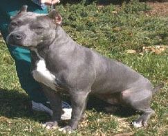 picture of dog
