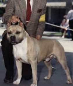 picture of dog