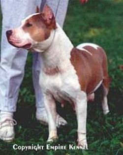 picture of dog