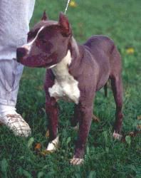 picture of dog