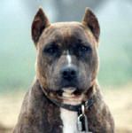 picture of dog