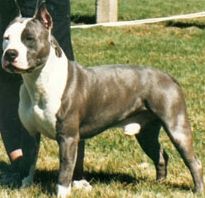 picture of dog
