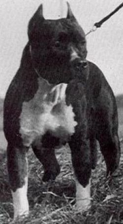 picture of dog